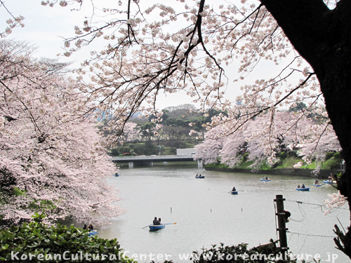 満開となった桜で見応えがある千鳥ヶ淵の周辺