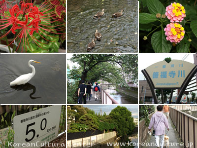 善福寺川のいろいろな風景